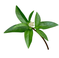 Bhringraj