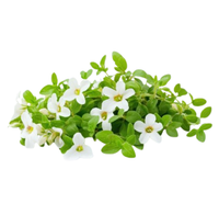 Brahmi
