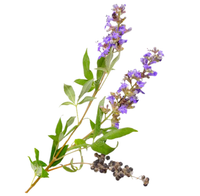 Chaste Berry