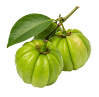Garcinia Cambogia