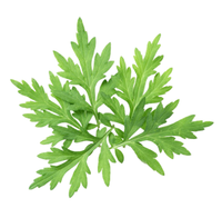 Mugwort