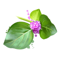Punarnava