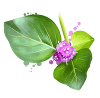 Punarnava