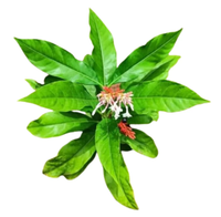 Sarpagandha