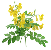 Senna