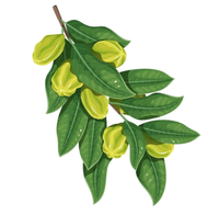 Terminalia Arjuna