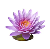 Water Lily