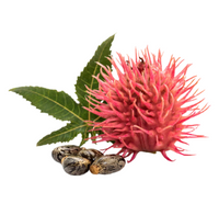 Castor Oil Plant